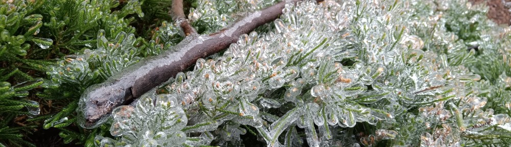 Leaves covered in ice.